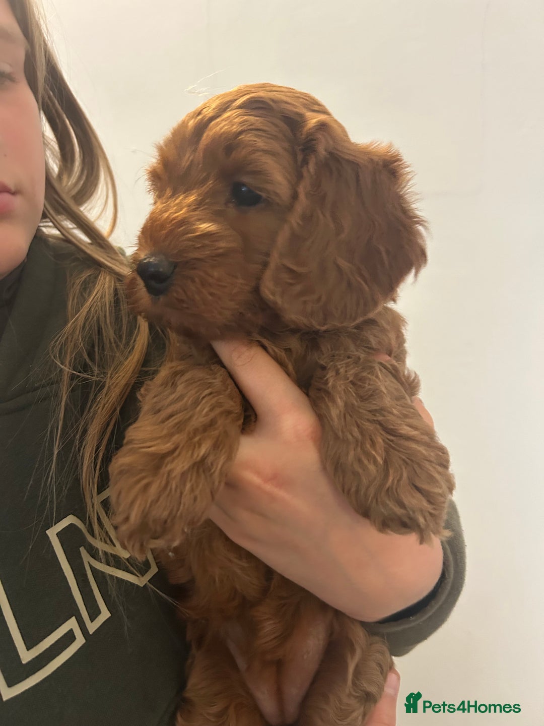 Cockapoo dogs for sale: F1b cockapoo puppies - Image 6