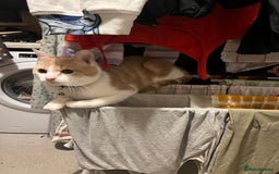Domestic Shorthair cats for sale: 1 year old ginger kitty  - Image 4
