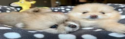 Pomeranian dogs for sale: Adorable, KC Registered Pomeranian Puppies in Colchester - Advert 22