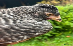 Chickens poultry for sale: Aracana hybrid green egg layers chickens - Image 10