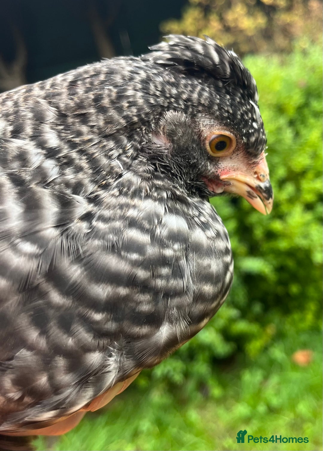 Chickens poultry for sale: Aracana hybrid green egg layers chickens - Image 10