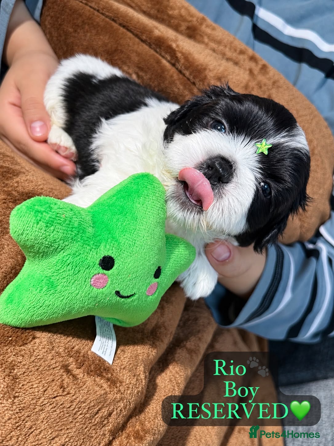 Shih Tzu dogs for sale: Beautiful Shih Tzu Puppies – Boys & Girls - Advert 2