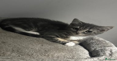 British Shorthair cats - Advert 10