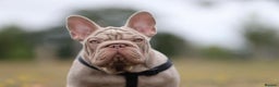 French Bulldog dogs for sale: Newshade Velvet Female Frenchie Pup - Advert 4