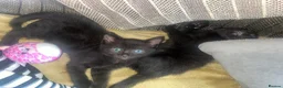 Mixed Breed cats for sale: 🐾BlackBrown Tabby Kittens needing Forever Homes🐾 in London - Advert 9
