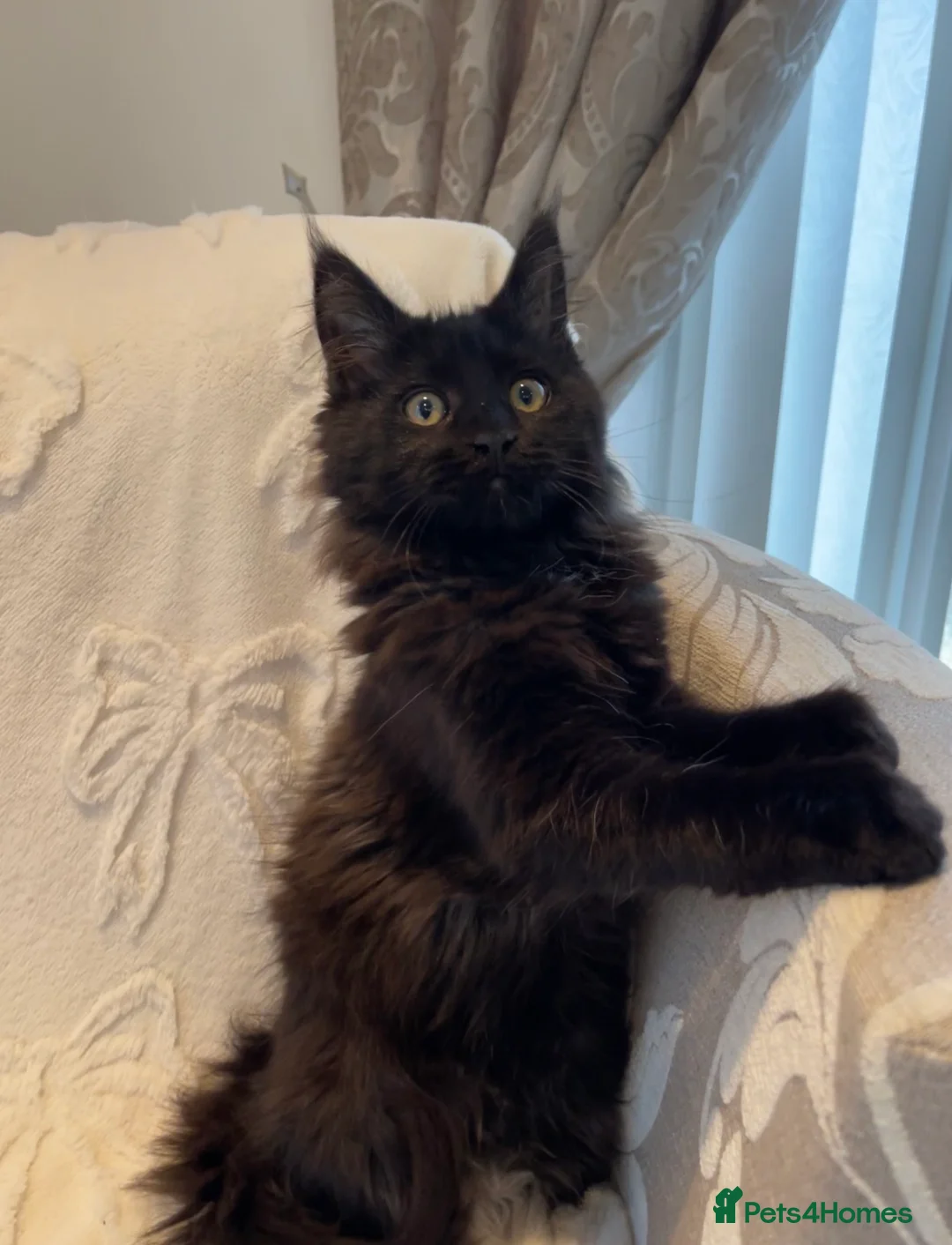 Maine Coon cats for sale: Champion line maine coon girls - Advert 7