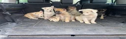 Mixed Breed dogs for sale: German Shepherd X Akita Pups - Advert 13