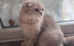 Scottish Fold cats for sale: Scottish fold and Scottish straight Tica pedigree  in Croydon - Image 8