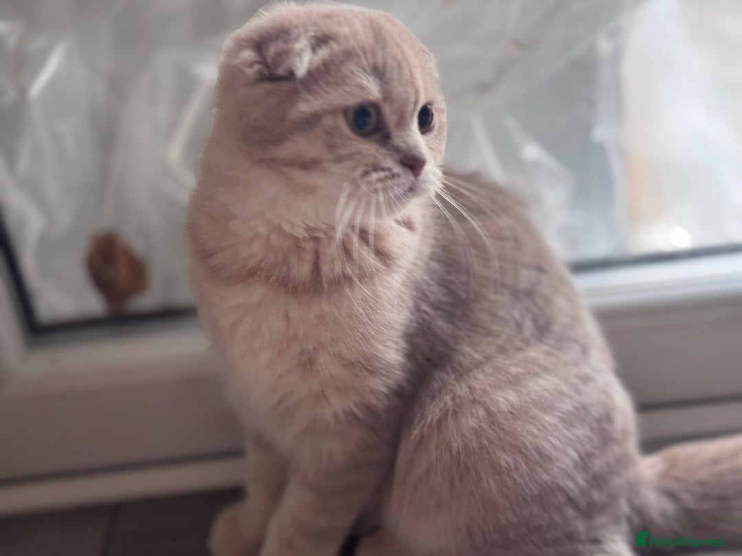 Scottish Fold cats for sale: Scottish fold and Scottish straight Tica pedigree  in Croydon - Image 8