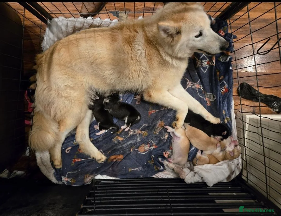 Siberian Husky dogs for sale: BEAUTIFUL SIBERIAN HUSKY PUPPIES  - Advert 8