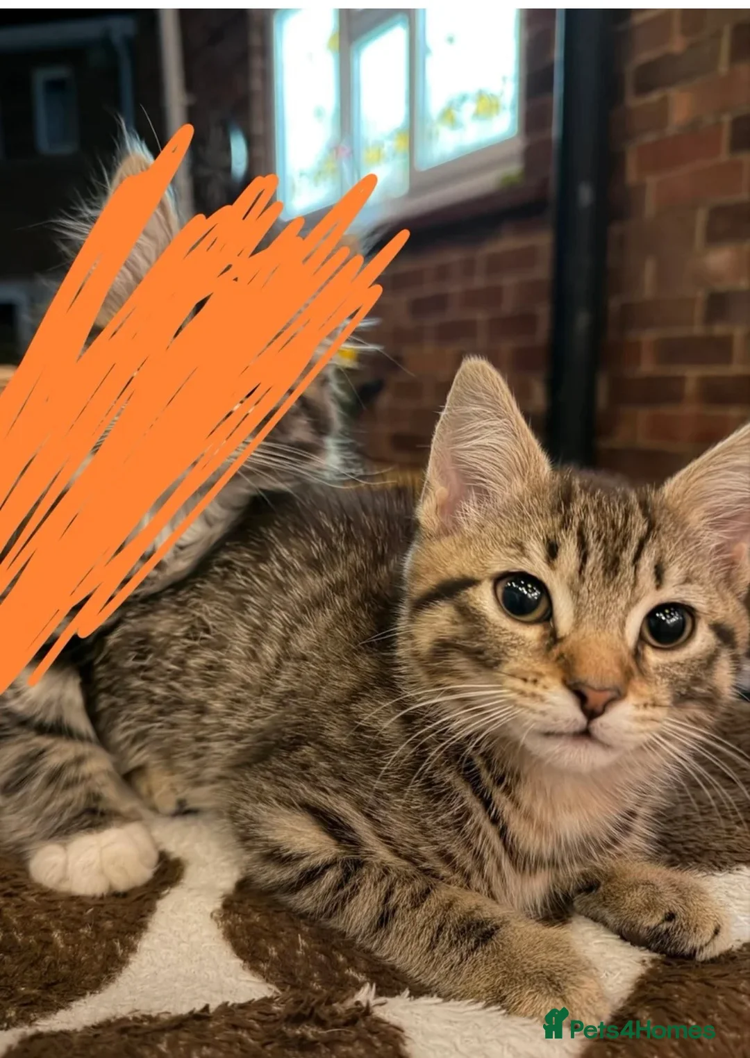 Mixed Breed cats for sale: Tabby kitten  in Rotherham - Advert 1