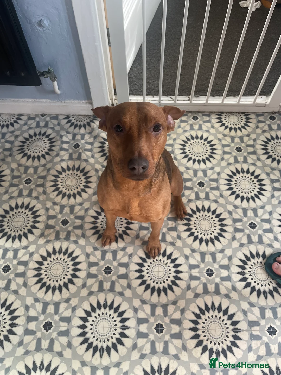 Patterdale Terrier dogs for sale: Winston - 2 year old.  - Advert 2
