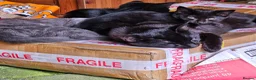Mixed Breed cats for sale: Pair of black barn kittens 10 weeks old - Advert 5