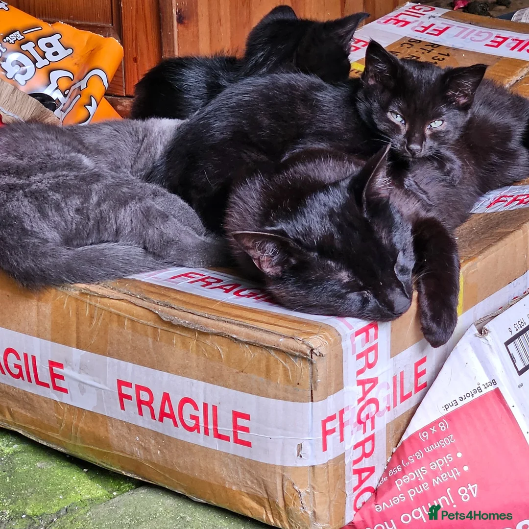 Mixed Breed cats for sale: Pair of black barn kittens 10 weeks old - Advert 5