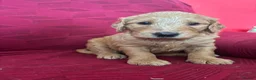 Goldendoodle dogs for sale: Last Girl F1 Goldendoodle - Health Tested Parents - Advert 2