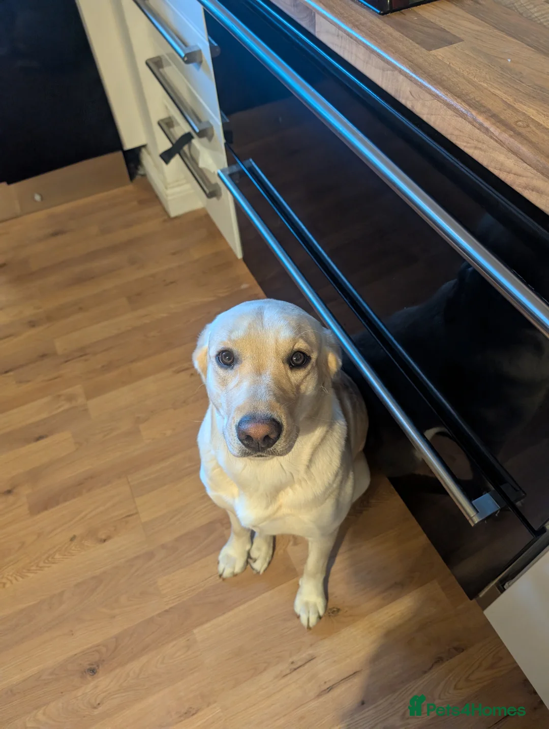 Labrador Retriever dogs for sale: 13 month old female Labrador for rehoming  - Advert 2