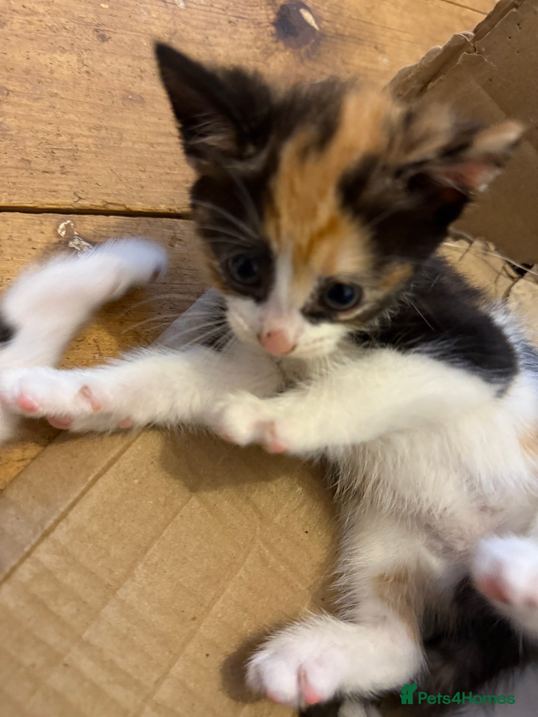 Mixed Breed cats for sale: Mixed breed kittens  - Image 6