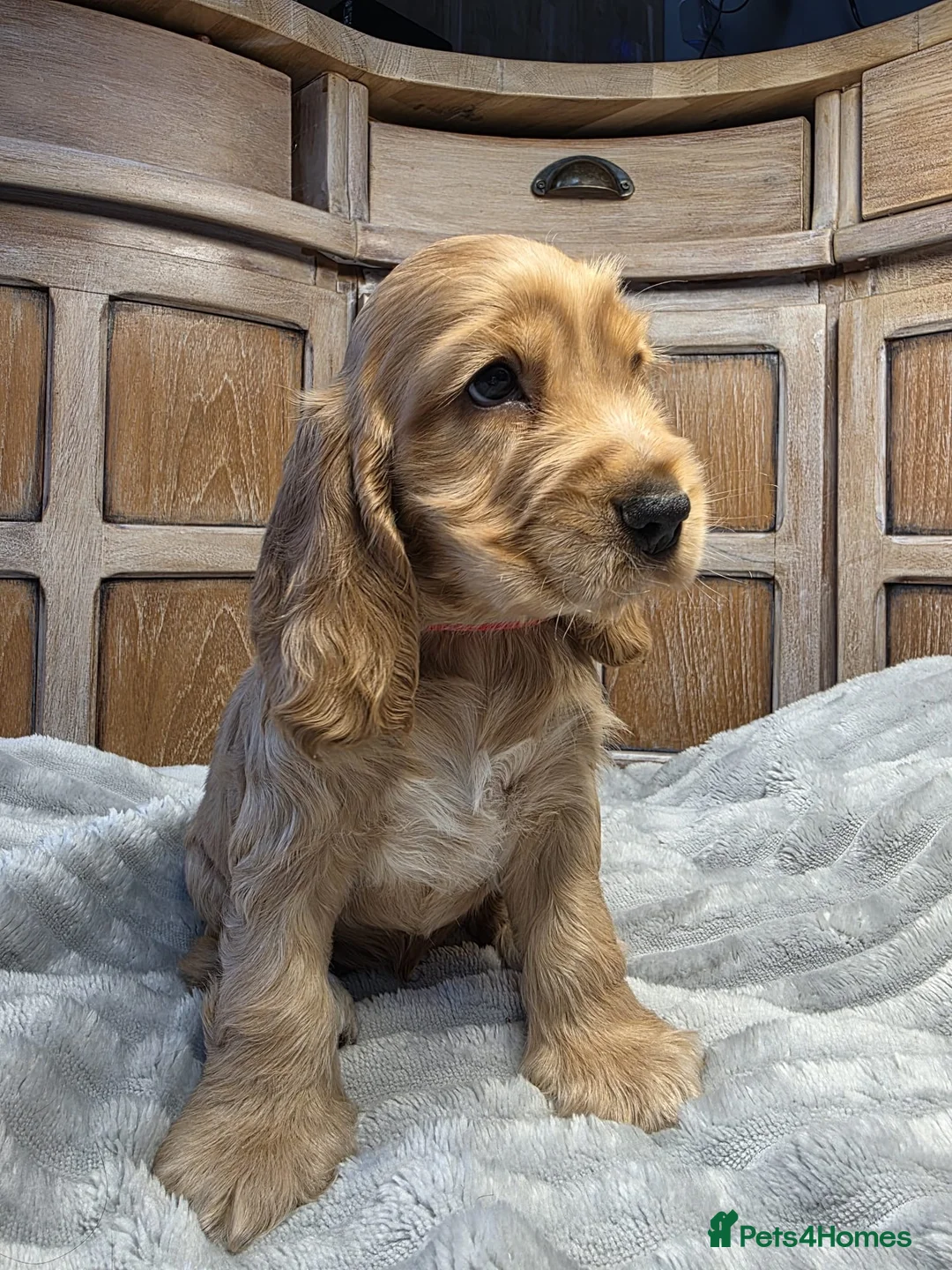 Cocker Spaniel dogs for sale: Show Cocker Spaniels - Advert 10