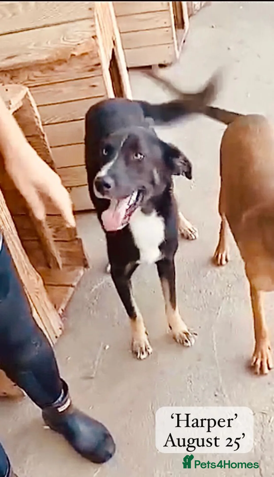 Mixed Breed dogs for adoption: Harper, 18 months. Available for adoption. - Advert 12