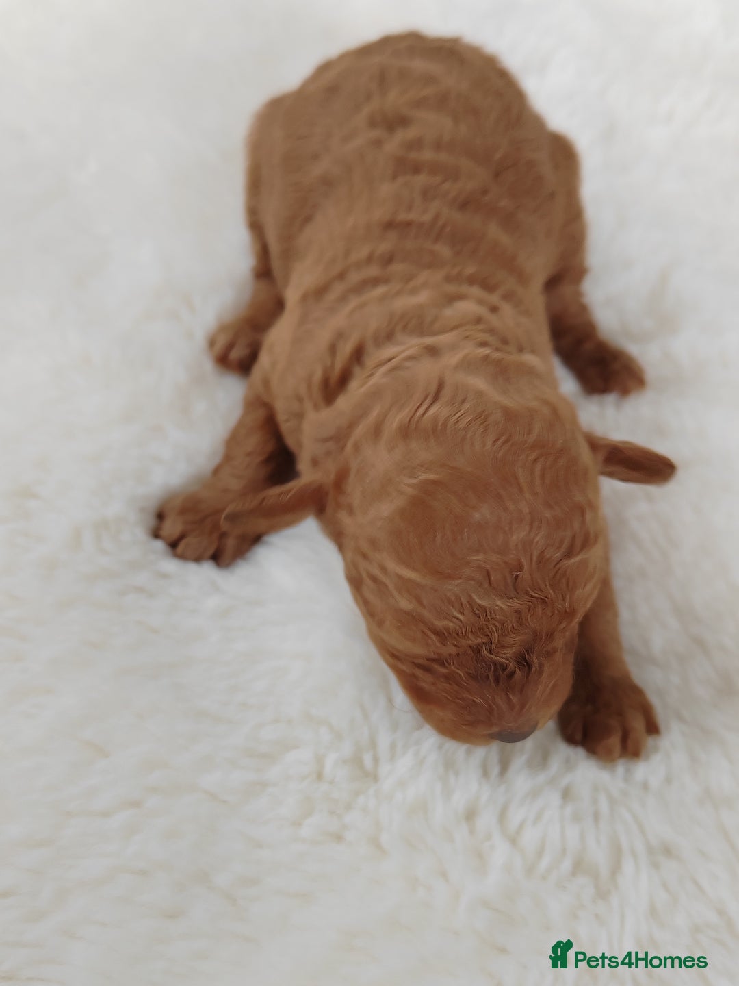 Cavapoo dogs for sale: TOY CAVAPOO DNA TESTED PARENTS AND GRANDPARENTS  - Image 28