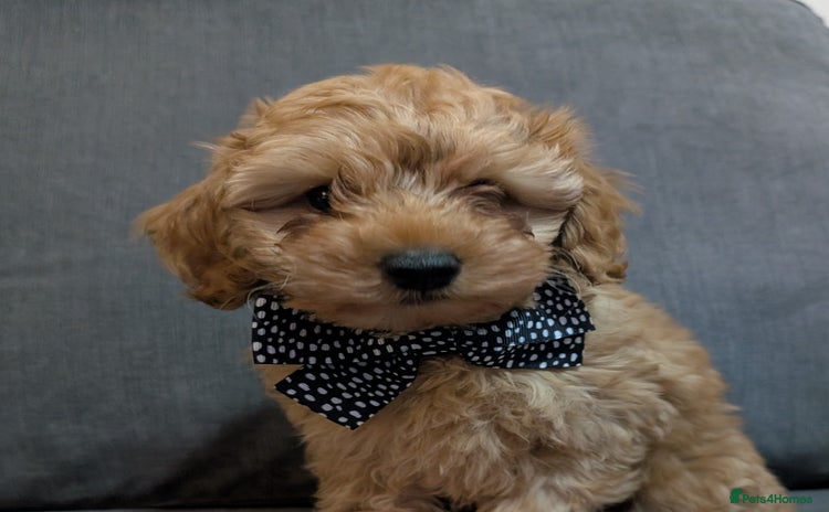 Australian Labradoodle dogs - Advert 1