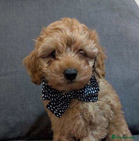 Australian Labradoodle dogs - Advert 1