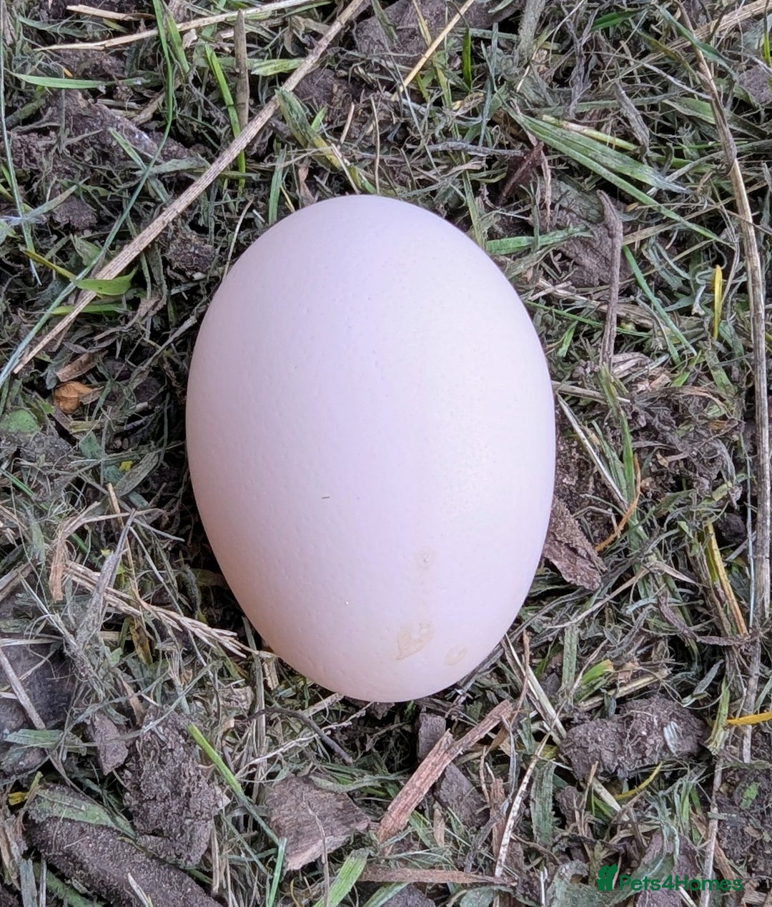 Chickens poultry for sale: Hen looking for a free ranging home  - Image 2