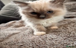 Ragdoll cats for sale: 1 female and 1 male ragdoll kittens for sale - Image 6