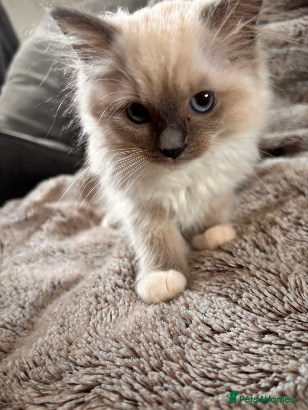 Ragdoll cats for sale: 1 female and 1 male ragdoll kittens for sale - Image 6