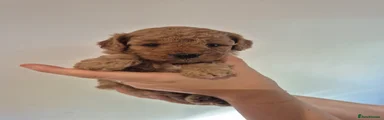 Orange female