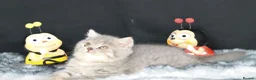 British Shorthair cats for sale: Tica registered British Shorthair kittens  - Advert 13