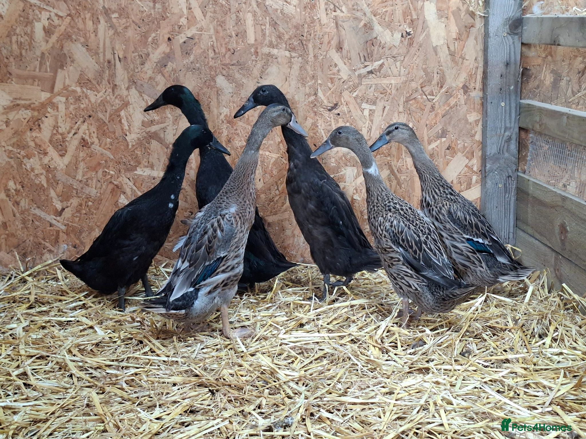 Ducks poultry Pairs of Runner Ducks - Advert 1
