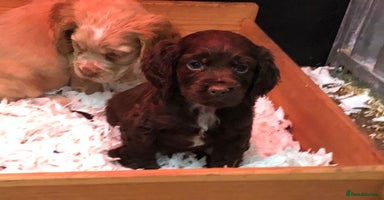 Cocker Spaniel dogs - Advert 8