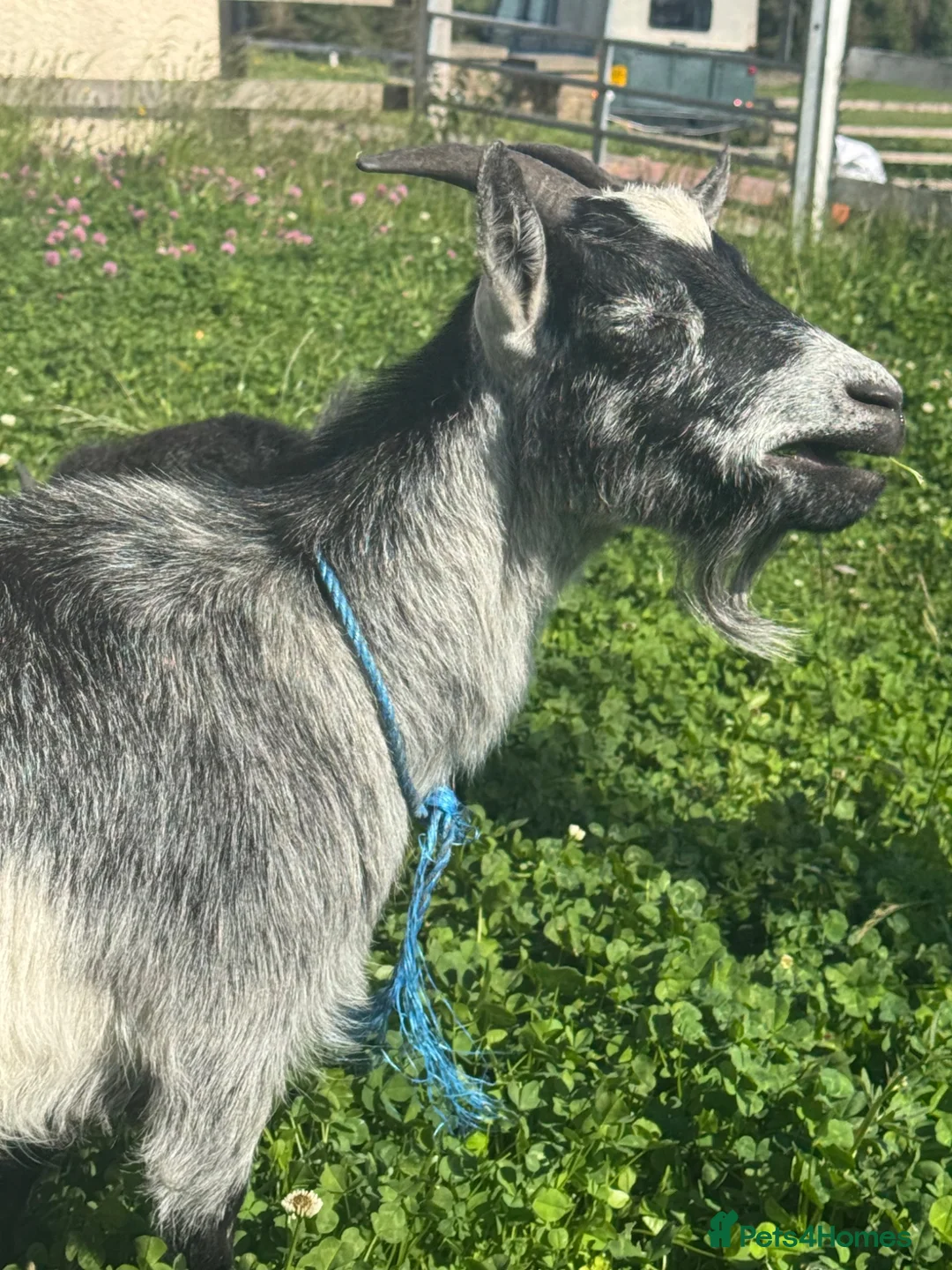 Goats livestock for sale: Pigmy goat in Barnard Castle - Advert 2