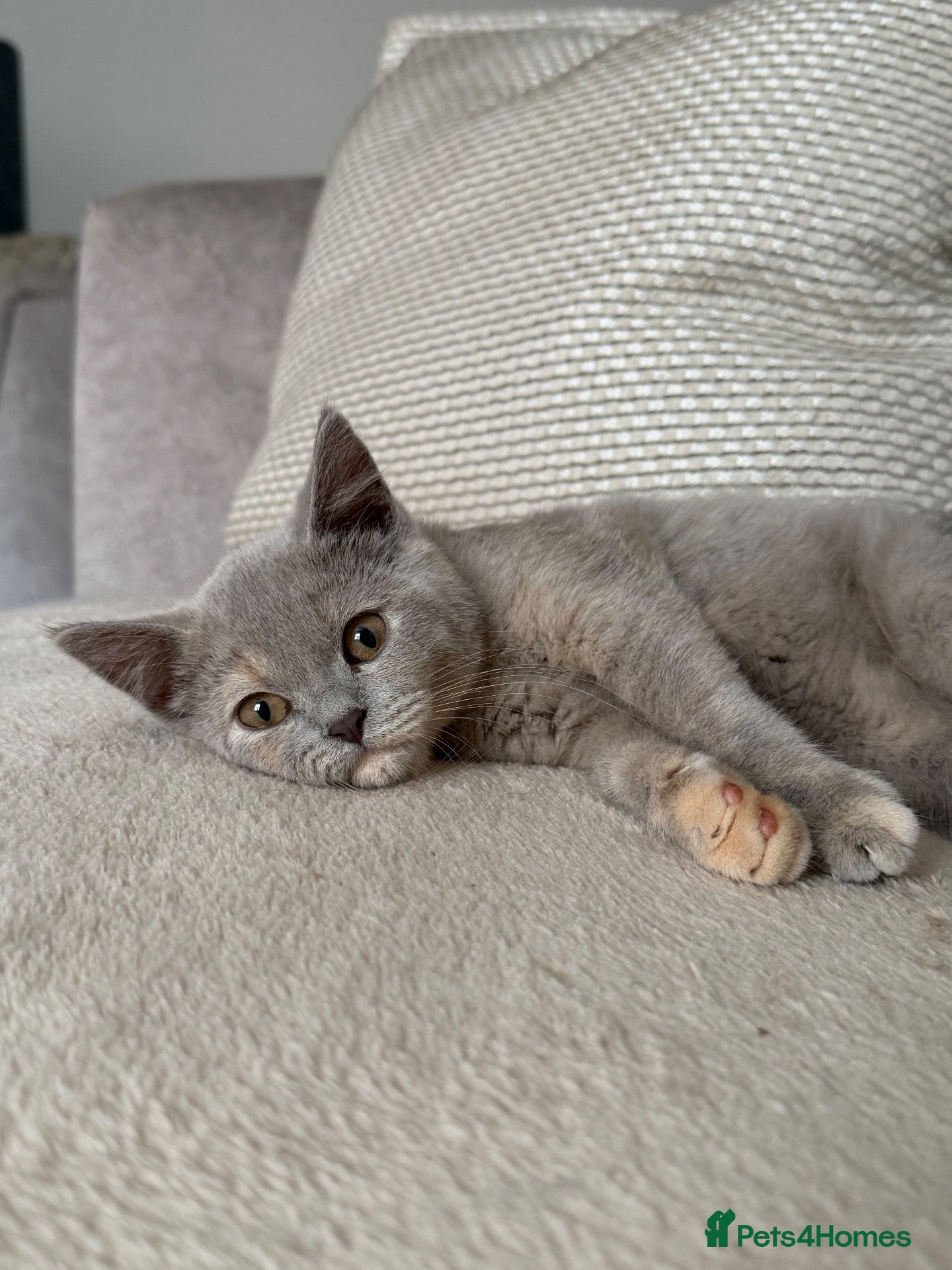 British Shorthair cats NOW READY Blue cream and lilac British shorthairs - Advert 2
