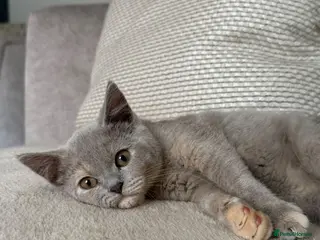 British Shorthair cats NOW READY Blue cream and lilac British shorthairs - Advert 2