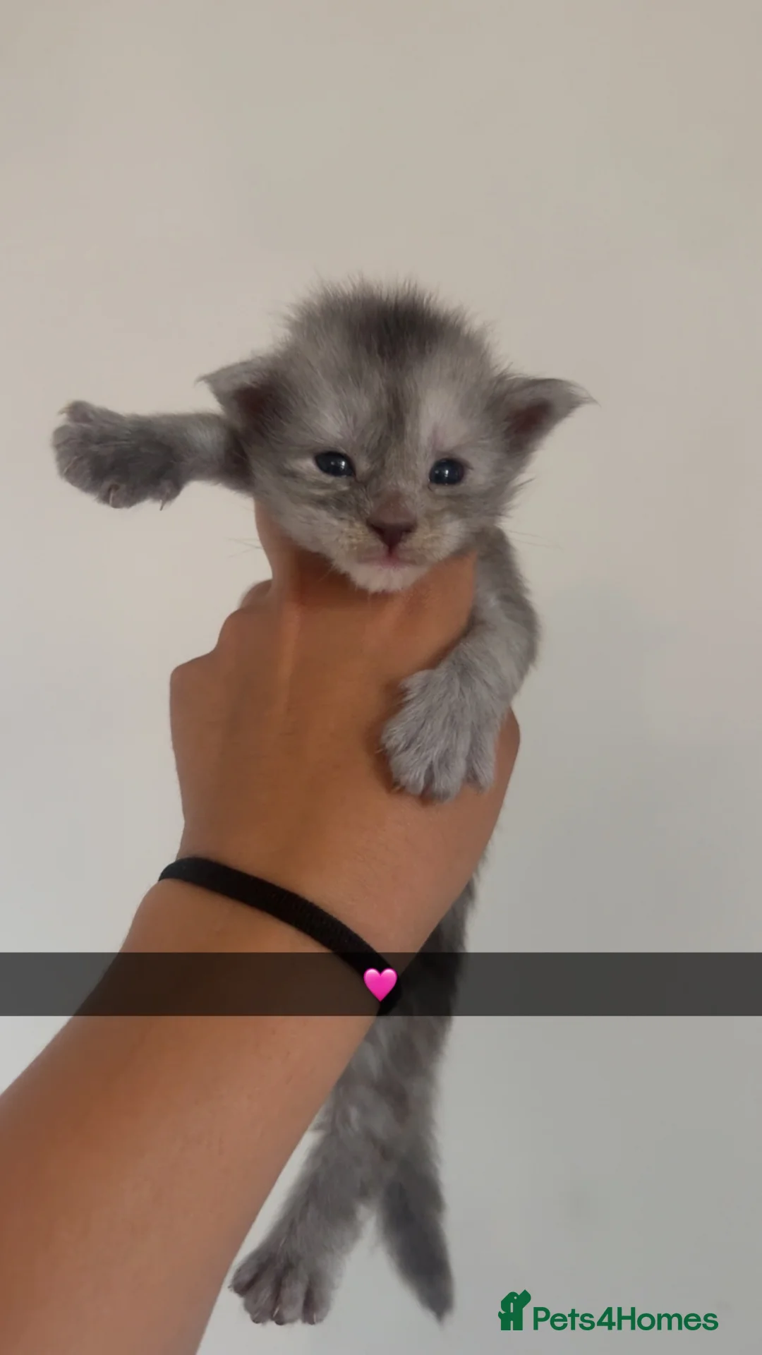 Maine Coon cats for sale: Maine coon kittens  - Advert 9