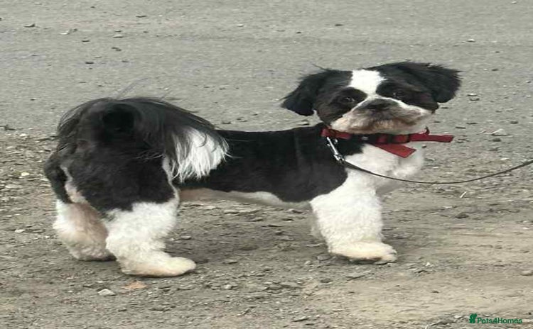 Shih Tzu dogs - Advert 7