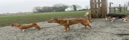 Mixed Breed dogs for adoption: Toffee - Norwich Norfolk  in Norwich - Advert 2