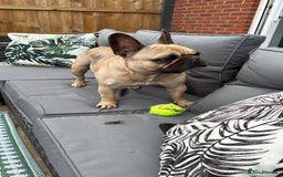 French Bulldog dogs for sale: Stanley  - Image 2