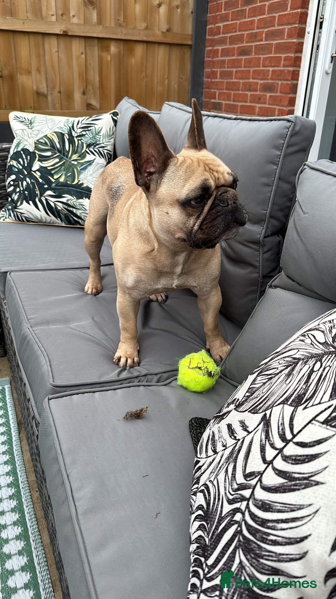 French Bulldog dogs for sale: Stanley  - Image 2