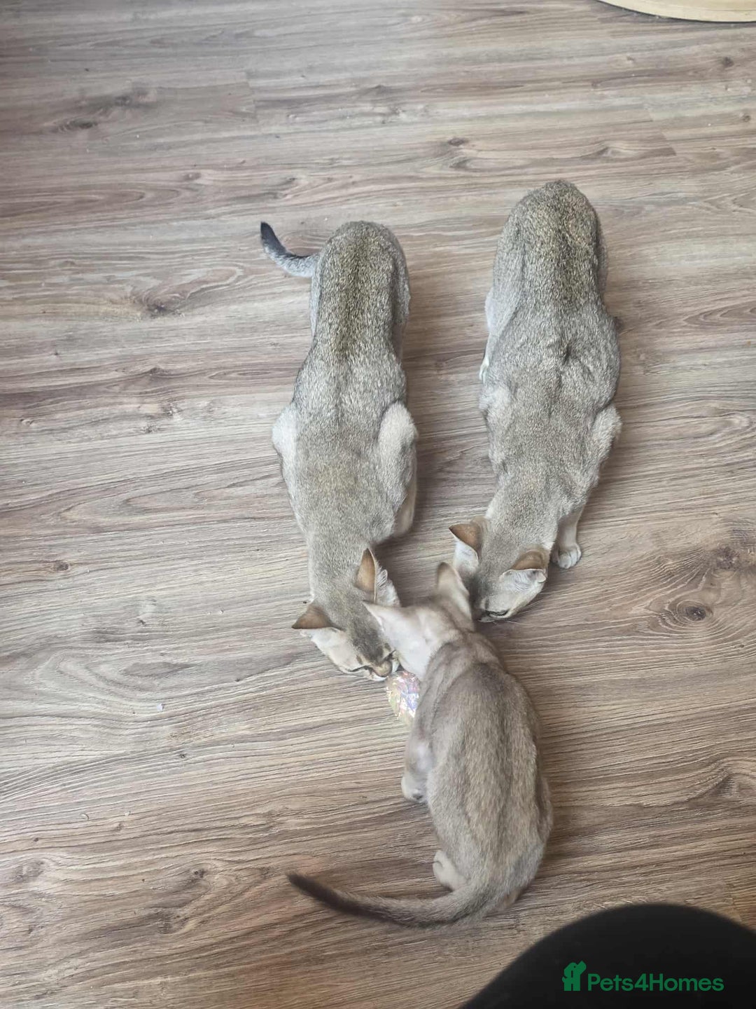 Singapura cats for sale: Stunning Singapura kittens  - Image 35
