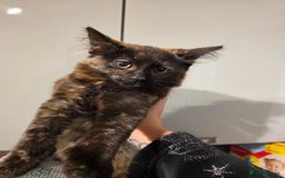 Mixed Breed cats for sale: Polydactyl mainecoon cross kittens  - Image 1