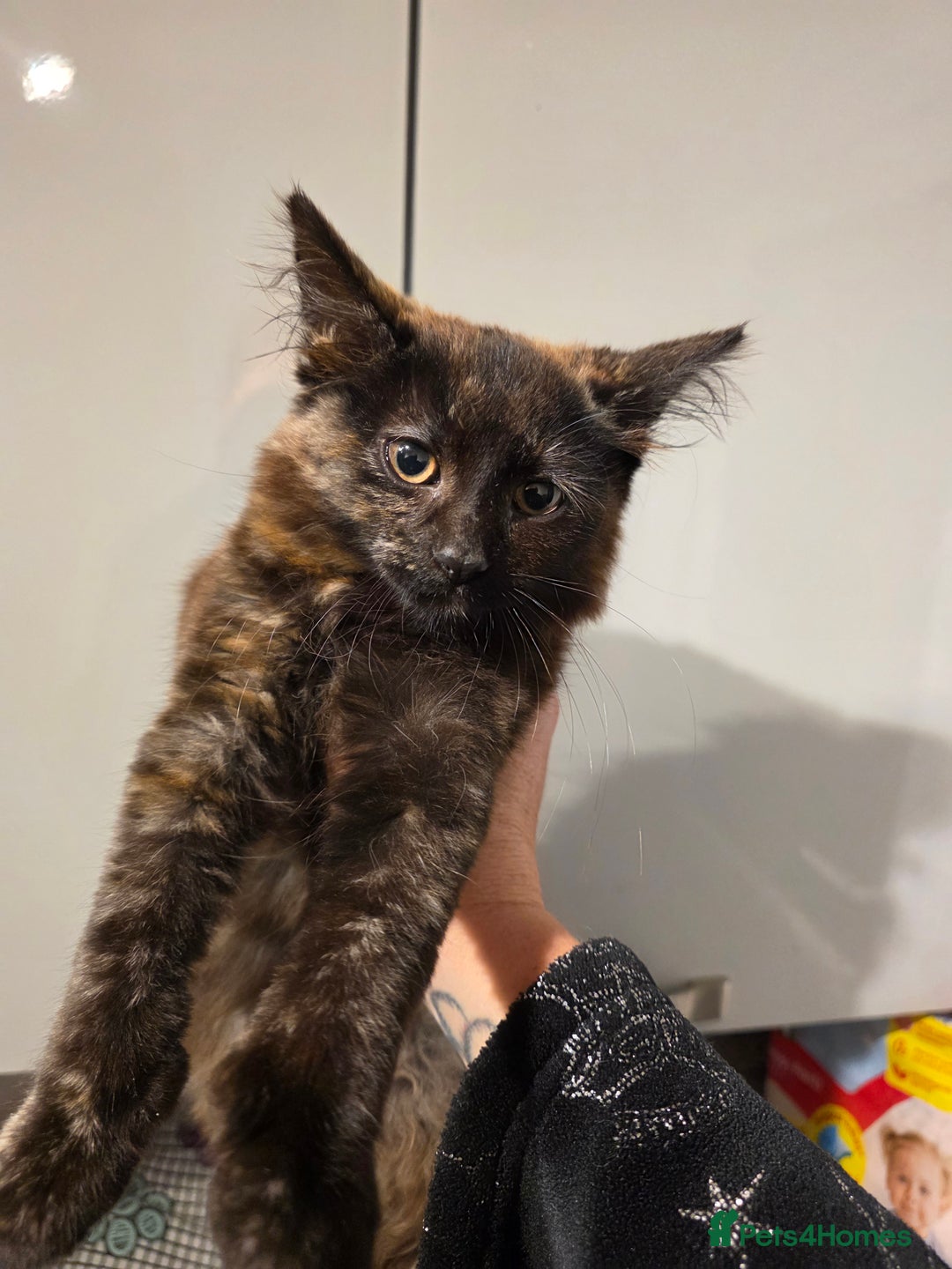 Mixed Breed cats for sale: Polydactyl mainecoon cross kittens  - Image 1