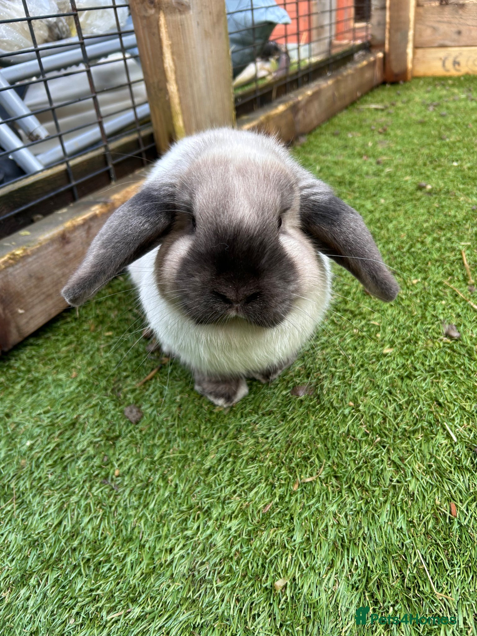 Mini Lop rabbits 🌸Pure Breed Mini lop🌸 - Advert 1