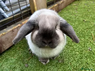 Mini Lop rabbits 🌸Pure Breed Mini lop🌸 - Advert 1