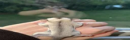 Sugar Glider rodents for sale: Two female sugar glider joeys - Advert 7