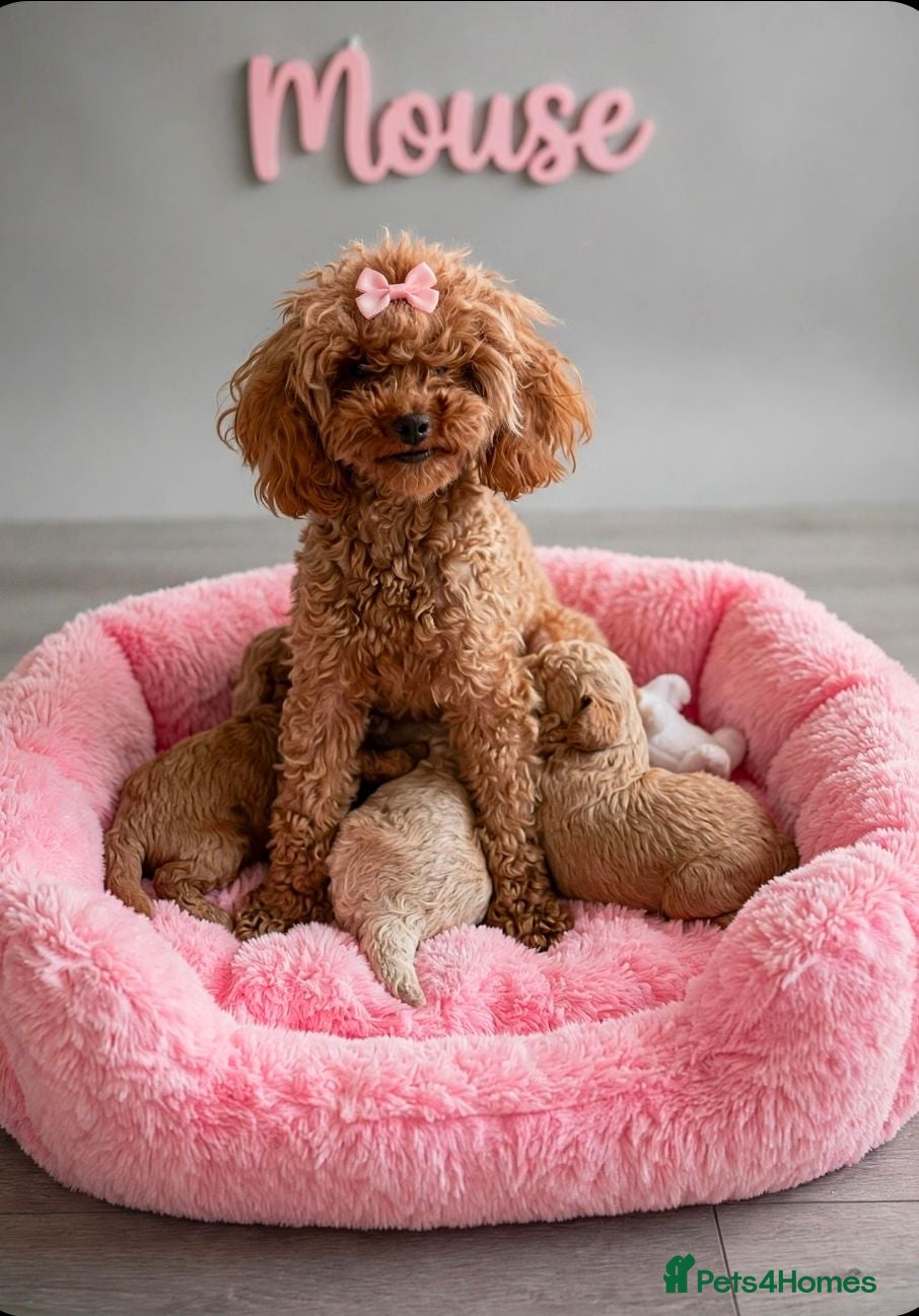 Poodle dogs Tiny Asian poodle puppies  - Advert 2