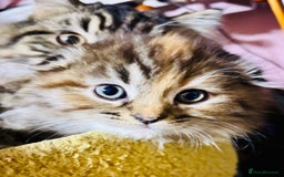 Scottish Fold cats for sale: Scotich fold long hair  - Image 10