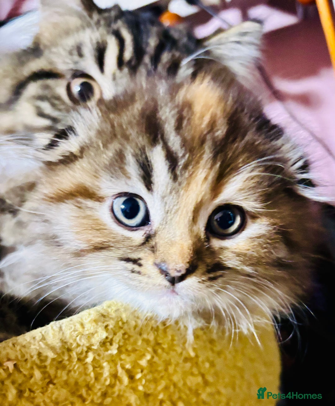Scottish Fold cats for sale: Scotich fold long hair  - Image 10